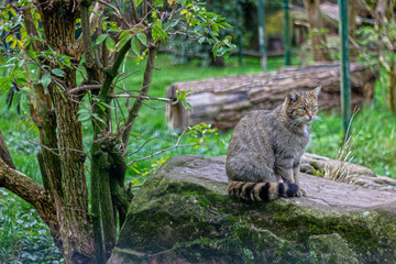 Lynx Cat in Germany sits and looks to the right