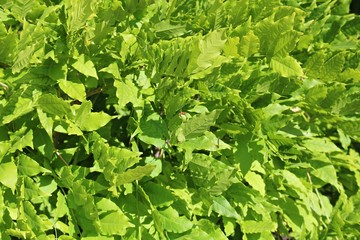 Large green bushes with lots of fresh leaves on a sunny summer day