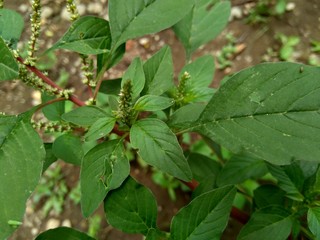 Thorny Amaranthus (Amaranthus spinosus) with natural background