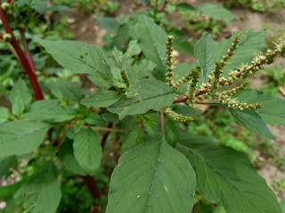 Thorny Amaranthus (Amaranthus spinosus) with natural background