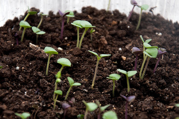 seedlings in soil