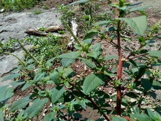 Thorny Amaranthus (Amaranthus spinosus) with natural background