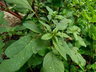 Thorny Amaranthus (Amaranthus spinosus) with natural background