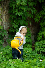 A child watering plants with a yellow watering can against a wall with green leaves in the spring garden