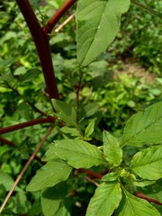 Thorny Amaranthus (Amaranthus spinosus) with natural background