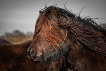 Pony close up. Shetland pony, farm animal with beautiful long hair. Close-up portrait of an domesticated animal.