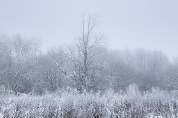 Obraz na płótnie Canvas misty frosty winter morning willow grove