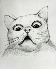art   drawing  animal   cat  from  thailand , surprised  cat , cat staring