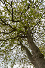 Fototapeta premium Quercus petraea. Roble albar con las hojas brotando y amentos masculinos. Oviedo, Asturias, España.