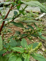Thorny Amaranthus (Amaranthus spinosus) with natural background