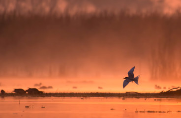 The River tern flying at sunrise