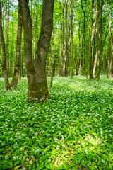 Young green forest in spring time. Sunbeam lights. The anemone nemorosa flower lying everywhere like a rug, carpet under the trees.