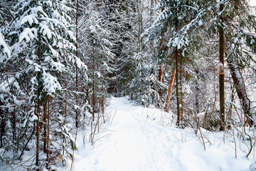 Snow covered trees in a winter forest and small path between them