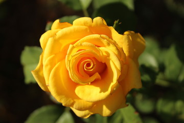 Roses yellow in the sun