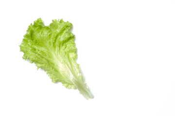 fresh green salad lettuce leaf isolated. white background