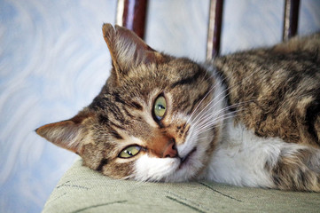 Alpha cat poses on a chair