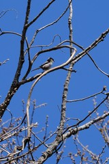 Fototapeta na wymiar long tailed tit on branch