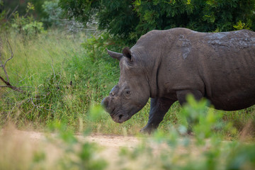 Two large territorial partially dehorned rhino bulls settling a territorial dispute on their boundaries. 