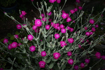 夕闇に咲く赤い花