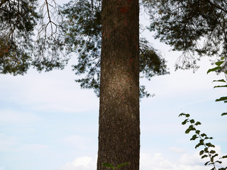 Fototapeta premium Tree trunk 
