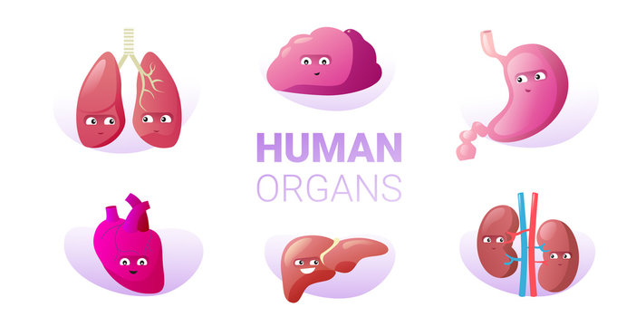 set funny anatomical mascot kidneys lungs brain stomach heart liver characters cute human body internal organs collection horizontal vector illustration
