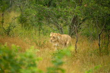 A pride of lions on the prowl, strengthening their social bonds with touch. 