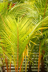 Obraz na płótnie Canvas Palm tree leaves 