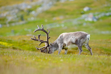 Wild animal from Norway. Reindeer, Rangifer tarandus, with massive antlers in the green grass and blue sky, Svalbard, Norway. Wildlife scene from north of Europe.