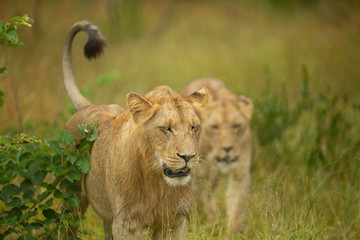 A pride of lions on the prowl, strengthening their social bonds with touch. 