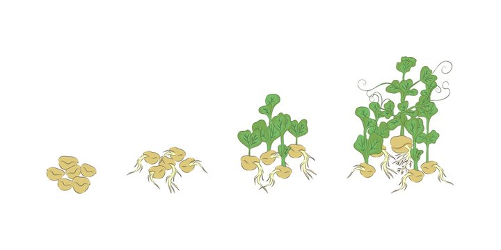  Pea microgreen. Stage of development of greenery. There is a place for text. Color image. Design element. Vector illustration.