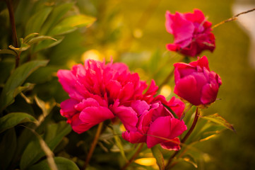 Pink garden flowers