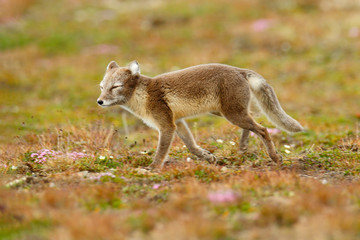 Arctic Fox, Vulpes lagopus, cute animal portrait in the nature habitat, grassy meadow with flowers, Svalbard, Norway. Beautiful wild animal in the white cotton grass. Face portrait of wild animal.