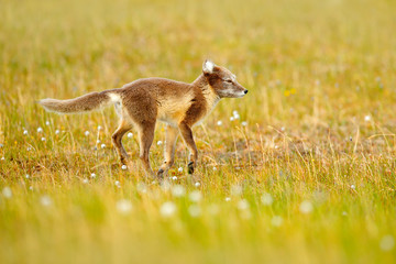 Arctic Fox, Vulpes lagopus, cute animal portrait in the nature habitat, grassy meadow with flowers, Svalbard, Norway. Beautiful wild animal in the white cotton grass. Face portrait of wild animal.