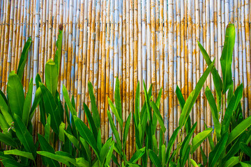 Fototapety  bambusowa ściana i drzewa.