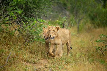 A pride of lions on the prowl, strengthening their social bonds with touch. 
