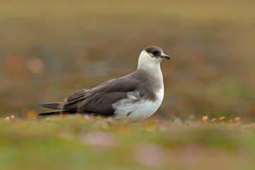 Skua in the grass with flower. Marine bird Arctic Skua, Stercorarius parasiticus, sitting in the grass. Bird in the nature habitat. Arctic wildlife in the nature.