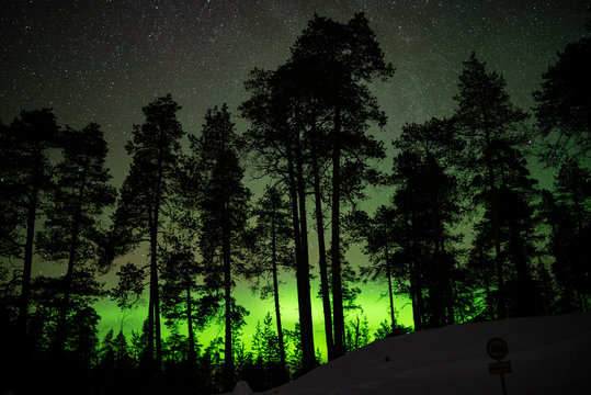forest in northern lights, finland.