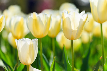 Closeup of yellow tulips flowers with green leaves in the park outdoor. beautiful flowers in spring