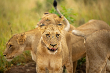 A pride of lions on the prowl, strengthening their social bonds with touch. 