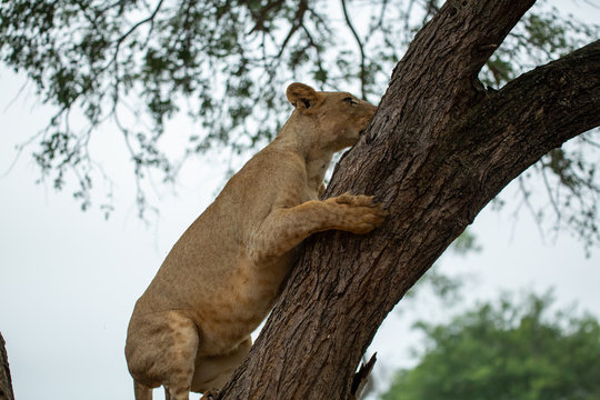 Young female lion climbing into a tree to evade the biting insects in the height of summer. 