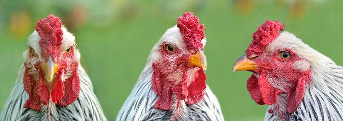 three portraits of a rooster on green background © coco