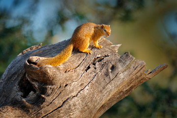 Tree Squirrel, Paraxerus cepapi chobiensis, detail of exotic African little mammal on the tree. Okavango delta, Botswana, Africa. Wildlife nature.
