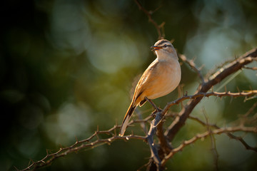 Sedge warbler, Acrocephalus schoenobaenus, with open bill, sitting on the thorny bush, Pilanesberg NP, South Africa. Bird in the habitat.  Sedge warbler,  in the green vegetation, Africa wildlife.