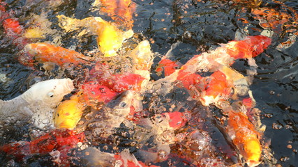 Obraz na płótnie Canvas Many colorful koi fish play in the pool and wait for the party. The concept of fighting for food Decorative fish for the park area 
