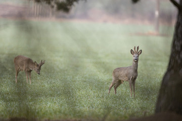 Roebuck - buck (Capreolus capreolus) Roe deer - goat