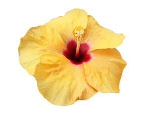 Naklejka premium Yellow and red Hibiscus flower isolated.