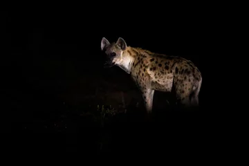 Photo sur Plexiglas Hyène Hyène dans la nuit noire. Hyène tachetée, Crocuta crocuta, animal en colère près du trou d& 39 eau, beau coucher de soleil en soirée. Comportement animal de la nature, faune à Etosha, Namibie, Afrique. Hyène dans la savane.