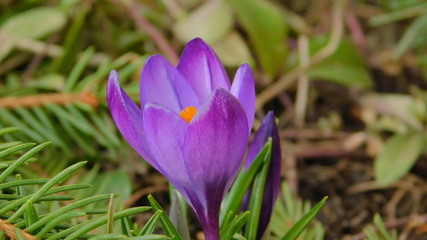 blue crocus flower in spring  close up