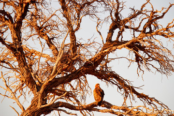 Wahlberg's eagle, Hieraaetus wahlbergi, brown and black bird of prey in the nature habitat, sitting on the branch, Kruger NP, South Africa. Wildlife scene from nature, beautiful old tree in Africa.