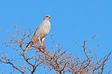 Wild Pale chanting goshawk, Melierax canorus, bird of prey from Kalahari desert hunting rodents. Colorful raptor, blue-grey bird with orange legs and beak, Kgalagadi, Africa. Hawk on the tree.